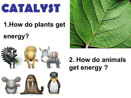 CATALYST How do plants get energy? 2. How do animals 					get energy ?