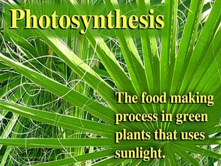 Plants and some other types of organisms are able to use light energy from the sun to convert H20 & CO2 into glucose. 2. Organisms such as plants, algae.