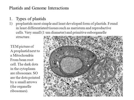 Plastids and Genome Interactions 1.Types of plastids 1)proplastids:most simple and least developed form of plastids. Found in least differentiated tissues.