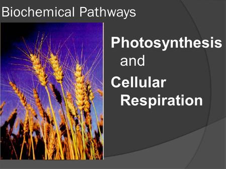 Biochemical Pathways Photosynthesis and Cellular Respiration.