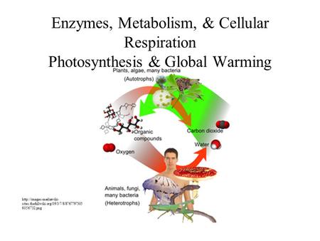 Enzymes, Metabolism, & Cellular Respiration Photosynthesis & Global Warming http://images-mediawiki-sites.thefullwiki.org/09/3/7/8/87677973056056732.png.