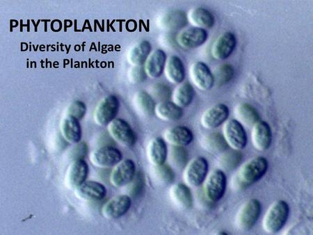 PHYTOPLANKTON Diversity of Algae in the Plankton.