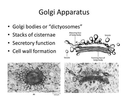 Golgi Apparatus Golgi bodies or “dictyosomes” Stacks of cisternae Secretory function Cell wall formation.