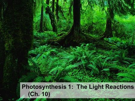 Photosynthesis 1: The Light Reactions (Ch. 10) Energy needs of life All life needs a constant input of energy – Heterotrophs (Animals) get their energy.