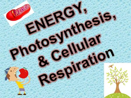 ENERGY, Photosynthesis, & Cellular Respiration