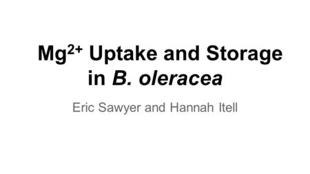 Mg 2+ Uptake and Storage in B. oleracea Eric Sawyer and Hannah Itell.