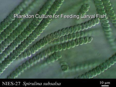 Plankton Culture for Feeding Larval Fish. Introduction You’ve got larval fish!! Good job!! Now what?? If you’ve researched then it shouldn’t be a big.