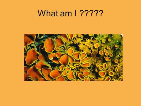 What am I ?????. My name is “Golden Shields”, or “Xanthoria parietinar” in Latin I am a lichen I am found growing on rocks, walls and trees I am one of.