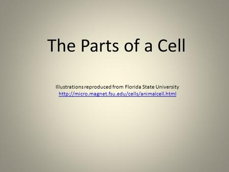 Illustrations reproduced from Florida State University