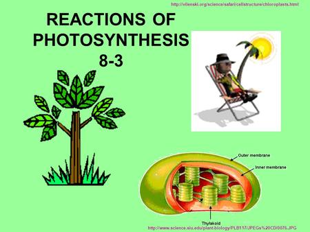 REACTIONS OF PHOTOSYNTHESIS 8-3