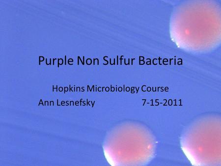 Purple Non Sulfur Bacteria