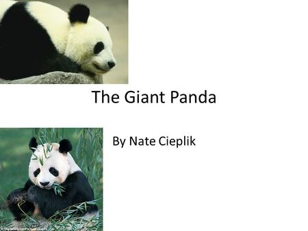 The Giant Panda By Nate Cieplik.