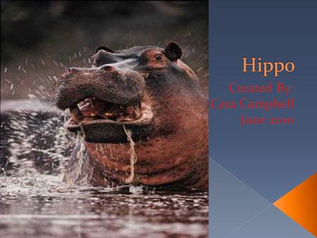  You were on a boat in the river. When suddenly you notice a giant hippo. His mouth was open with his giant teeth. He looked fierce.