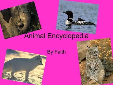 Write an encyclopedia entry about a domestic animals