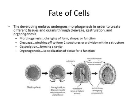Fate of Cells The developing embryo undergoes morphogenesis in order to create different tissues and organs through cleavage, gastrulation, and organogenesis.