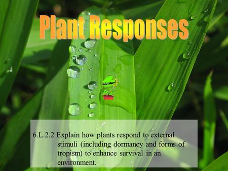 Plant Responses 6.L.2.2 Explain how plants respond to external stimuli (including dormancy and forms of tropism) to enhance.