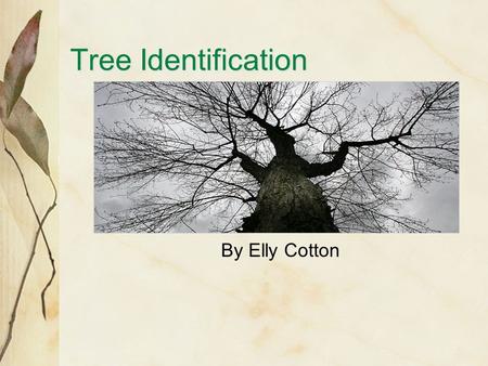 Tree Identification By Elly Cotton There are about 100,000 different types of trees in the world. You can identify most trees by their unique leaves,