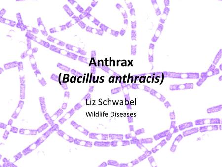 Anthrax (Bacillus anthracis) Liz Schwabel Wildlife Diseases.