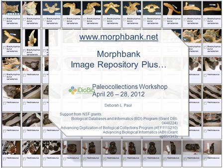 Www.morphbank.net Morphbank Image Repository Plus… Paleocollections Workshop April 26 – 28, 2012 Deborah L. Paul Support from NSF grants: Biological Databases.