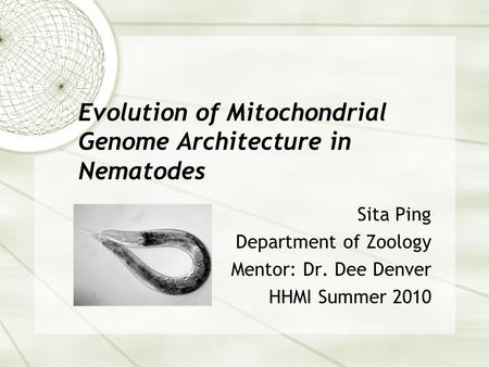 Evolution of Mitochondrial Genome Architecture in Nematodes Sita Ping Department of Zoology Mentor: Dr. Dee Denver HHMI Summer 2010.