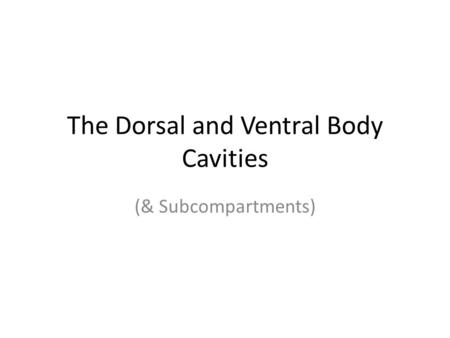 The Dorsal and Ventral Body Cavities