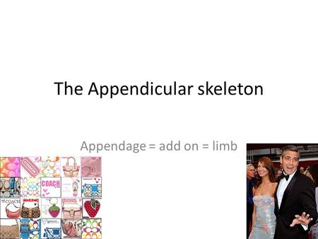 The Appendicular skeleton Appendage = add on = limb.