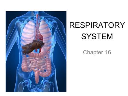RESPIRATORY SYSTEM Chapter 16.