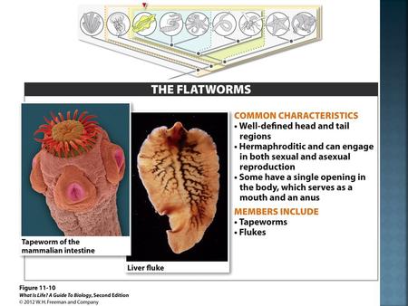  Flatworms (Platyhelminthes)  Includes Planaria, tapeworms, flukes  Bilaterally symmetrical  Three embryonic tissues = endoderm, mesoderm, and ectoderm.