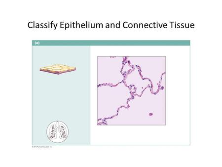 Classify Epithelium and Connective Tissue. 2 3 4.