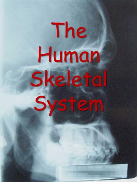 The Human Skeletal System. Skeletal (Anterior View)