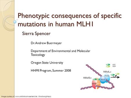 Phenotypic consequences of specific mutations in human MLH1 Sierra Spencer Dr. Andrew Buermeyer Department of Environmental and Molecular Toxicology Oregon.