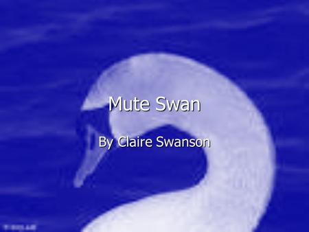 Mute Swan By Claire Swanson. The reproduction of mute swans The reproduction of mute swans The mating of mute swans is started in March and April That.