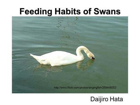 Daijiro Hata Feeding Habits of Swans
