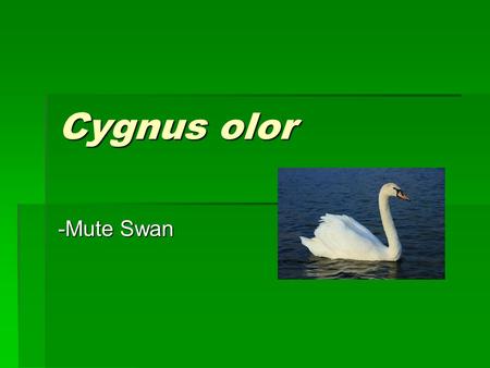 Cygnus olor -Mute Swan. Where it came from.  Europe  Asia  Northern Africa