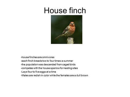 House finch -house finches are omnivores -each finch breeds two to four times a summer -the population was descended from caged birds -competes with the.