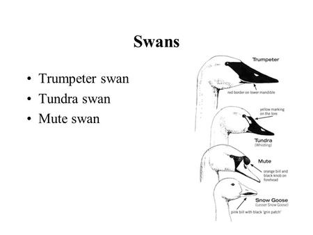Swans Trumpeter swan Tundra swan Mute swan. Trumpeter Swan.