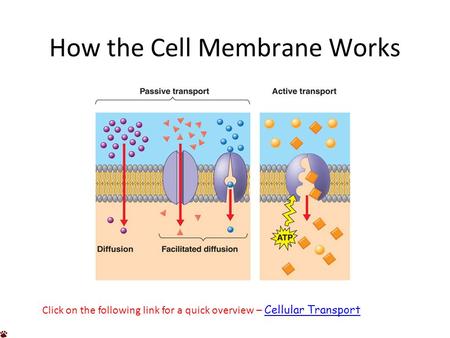 How the Cell Membrane Works Click on the following link for a quick overview – Cellular Transport Cellular Transport.