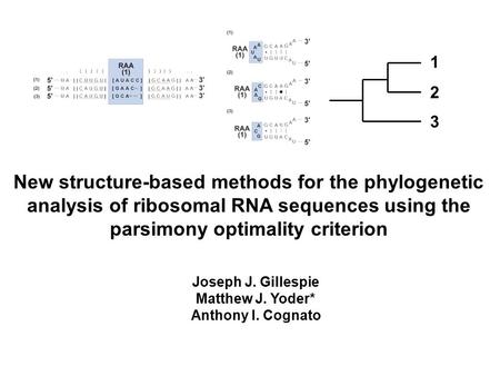 New structure-based methods for the phylogenetic analysis of ribosomal RNA sequences using the parsimony optimality criterion Joseph J. Gillespie Matthew.