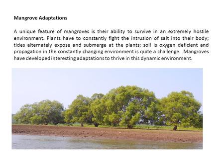 Mangrove Adaptations A unique feature of mangroves is their ability to survive in an extremely hostile environment. Plants have to constantly fight the.