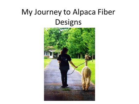 My Journey to Alpaca Fiber Designs. My history I have always enjoyed working with animals – Riding horses since age 6, compete in horse shows – Volunteered.