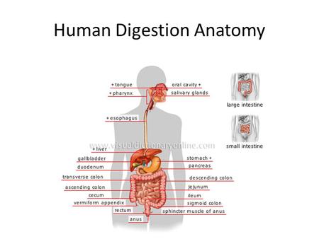 Human Digestion Anatomy. Mouth/Pharynx Teeth chew food into smaller pieces Tongue pushes chewed food to throat.