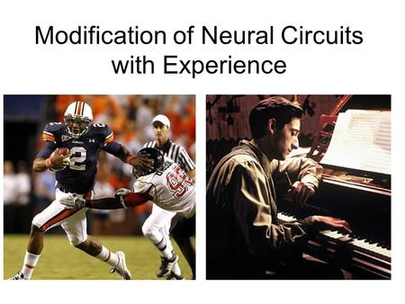 Modification of Neural Circuits with Experience. Experience gained… In utero Development Adulthood –By experience, we mean changes in the chemical and.