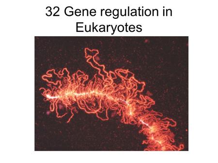32 Gene regulation in Eukaryotes. Lecture Outline 11/28/05 Gene regulation in eukaryotes –Chromatin remodeling –More kinds of control elements Promoters,