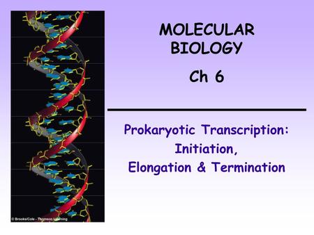Prokaryotic Transcription: Initiation, Elongation & Termination MOLECULAR BIOLOGY Ch 6.