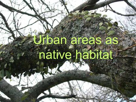 Urban areas as native habitat. Outline Why create native habitats in urban areas? Five principles to increase functioning native habitat & biodiversity.