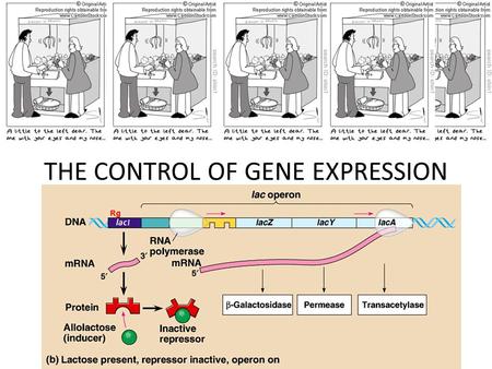 THE CONTROL OF GENE EXPRESSION. GENE EXPRESSION – THE OVERALL PROCESS BY WHICH GENETIC INFORMATION FLOWS FROM GENES TO PROTEINS PROKARYOTES ARE BEST TO.