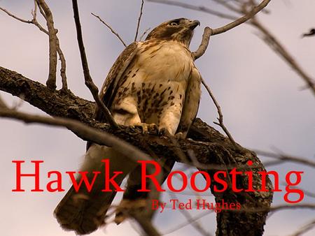 Hawk Roosting By Ted Hughes.