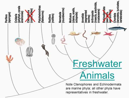 Freshwater Animals Note Ctenophores and Echinodermata are marine phyla; all other phyla have representatives in freshwater.