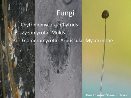 Fungi Chytridiomycota- Chytrids Zygomycota- Molds