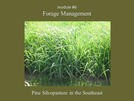 Module #6 Forage Management Pine Silvopasture in the Southeast.